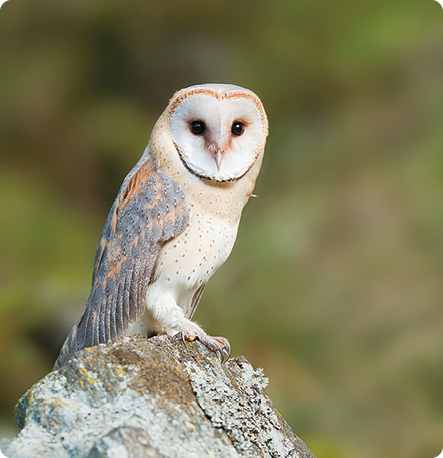 Fotografia de uma coruja suindara, animal com asas longas cinzas, face com formato arredondado e branco, bico pequeno e curvo, e a parte frontal do corpo branco. Ela está sobre uma pedra.