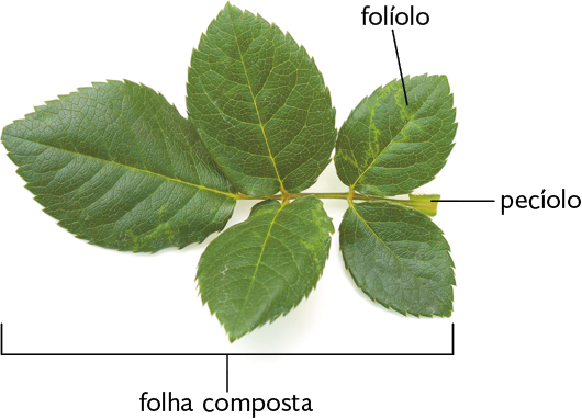 Fotografia com destaque para uma folha composta, formada por 5 folhas menores, os folíolos, sendo dois para cada lado e um na extremidade; na base da folha, destaque para o pecíolo, porção mais espessada.