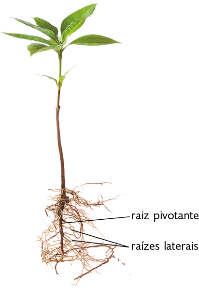 Ilustração de uma planta, na parte superior as folhas, abaixo o caule fino, na parte inferior as raízes; destaque para a raiz mais grossa central, a raiz pivotante e partindo desta, raízes mais finas, as raízes laterais.