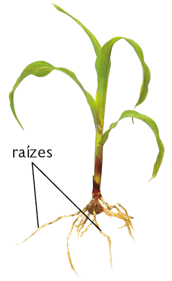 Ilustração de planta com folhas longas em todo o caule, com destaque para as raízes finas e longas que partem de um mesmo ponto.