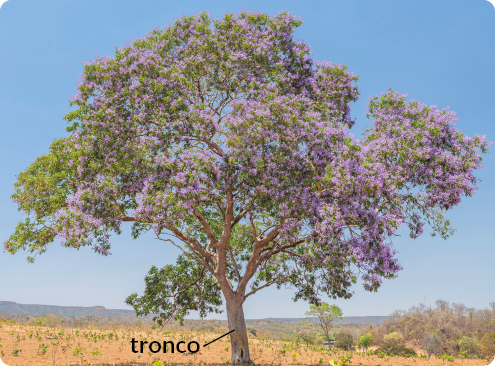 Fotografia de uma árvore de grande porte, com folhas e flores, destaque para o caule mais grosso, o tronco, de onde partem galhos.