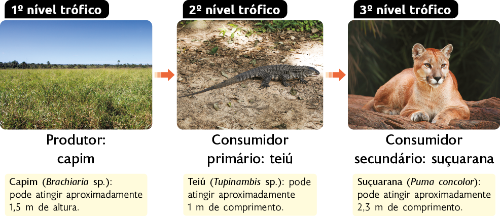 Esquema indicando três níveis tróficos. Primeiro nível trófico, fotografia de um campo com capim, classificando o capim como produtor; destaque para a informação que o capim (Brachiaria sp.) pode atingir aproximadamente 1,5 metros de altura; seta indicando para o segundo nível trófico, fotografia de um teiú; classificando-o como consumidor primário; destaque para a informação que o teiú (Tupinambis sp.) pode atingir aproximadamente 1 metro de comprimento; seta indicando para o terceiro nível trófico, fotografia de uma suçuarana, classificando-a como consumidor secundário, destaque para a informação que a suçuarana (Puma concolor) pode atingir aproximadamente 2,3 metros de comprimento.