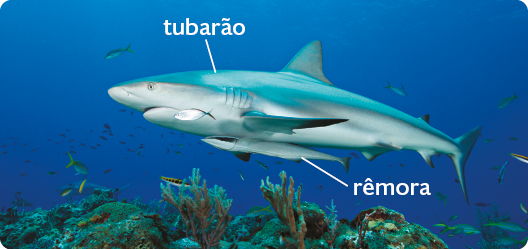 Fotografia do fundo do mar com destaque para um tubarão, animal com nadadeira superior com formato triangular e para uma rêmora, peixe com corpo longo e fino, aderido à região ventral do tubarão.