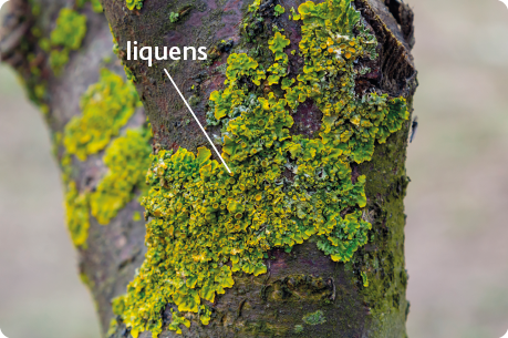 Fotografia de um pedaço de tronco de árvore, com destaque para liquens, que formam uma camada irregular fina de cor esverdeada.