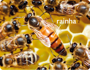 Fotografia da superfície de um favo, estrutura formada por pequenos espaços hexagonais, com várias abelhas; ao centro, destaque para a abelha rainha, de tamanho maior. 