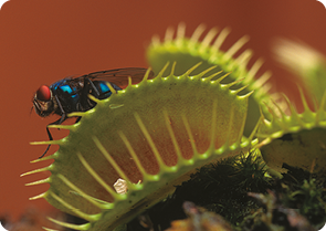 Fotografia de uma planta carnívora, formada por duas folhas, superior e inferior, com formato de semicírculo, estrutura que lembra uma boca; nas bordas, estruturas finas e pontiagudas, como espinhos; está aberta e na parte superior, uma mosca pousada.