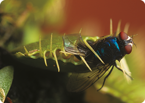 Fotografia de uma planta carnívora com as folhas, partes superior e inferior fechadas, entre elas, uma mosca.