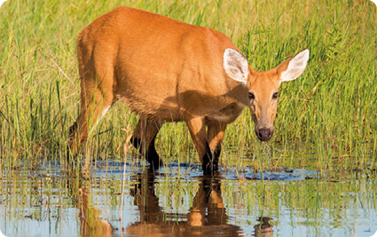 Fotografia de um cervo-do-pantanal, com as patas dentro da água, animal com corpo robusto, orelhas laterais e para cima; ao fundo vegetação.