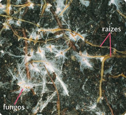 Fotografia de uma superfície de terra, com destaque para raízes finas com partes encobertas por fungos, que formam uma camada de filamentos de cor branca.