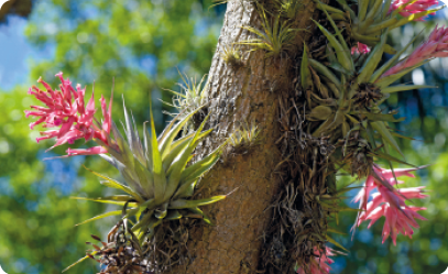 Fotografia de plantas com folhas finas e pontiagudas, flores em sua extremidade superior e raízes aparentes, fixadas sobre o tronco de uma árvore.