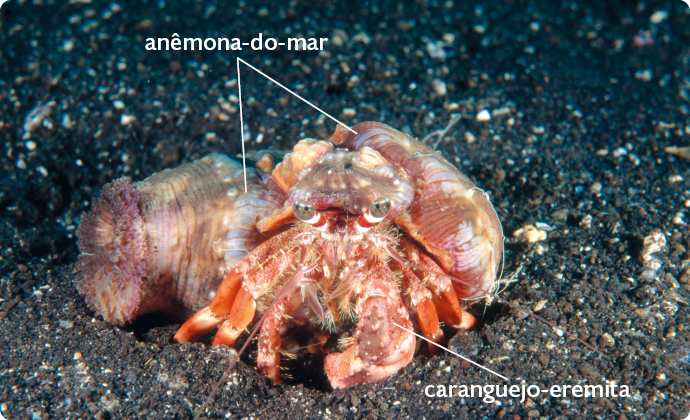 Fotografia de um caranguejo-eremita, animal recoberto por uma concha, com as pernas e parte da cabeça para fora; presa a concha, anêmonas-do- mar, animal com formato cilíndrico com extremidades arredondadas.