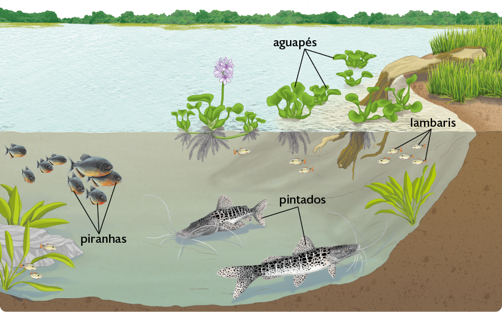 Ilustração de um recorte de trecho de rio, nas margens plantas e terra; flutuando na superfície da água, plantas com folhas arredondadas e raízes dentro da água, os aguapés; no fundo: à direita, grupo de pequenos peixes de cor clara, os lambaris; ao centro, na região do fundo do rio, peixes grandes, de corpo alongado com manchas escuras, os pintados; à esquerda, grupo de peixes com corpo arredondado na região da cabeça, coloração escura com região ventral laranjada, as piranhas. Há pedras e plantas no fundo.