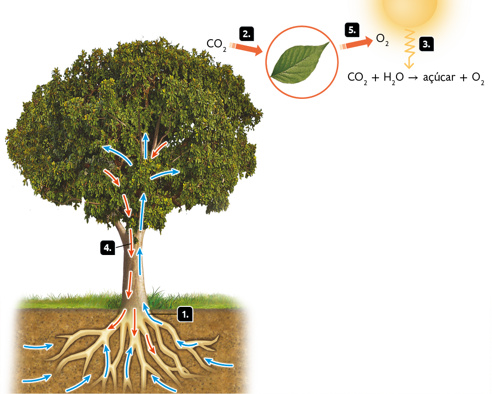 Ilustração de uma árvore com recorte de suas raízes, e acima, o Sol. Item 1. Setas azuis entrando da terra para as raízes da árvore, subindo pelo caule até as folhas. Item 2. Ao lado da árvore, destaque para fórmula C O 2 e uma seta em direção a uma folha. Item 3. Uma seta em zigue-zague saindo do Sol em direção à seta da fórmula C O 2 mais H 2 O, seta para direita, açúcar mais O 2. Item 4. Setas vermelhas descendo das folhas, passando pelo caule, em direção as raízes. Item 5. Uma folha, saindo dela, uma seta e após, escrito a fórmula O 2.