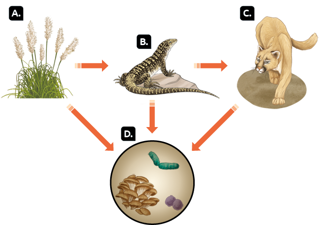 Esquema com ilustrações e setas. Capim, indicado pela letra A, seta para direita para o teiú, indicado pela letra B, e, seta para baixo, para fungos e bactérias decompositores, indicados pela letra D; teiú, seta para a direita para suçuarana, indicada pela letra C, e, seta para baixo, para fungos e bactérias decompositores; suçuarana, seta para baixo para fungos e bactérias decompositores.