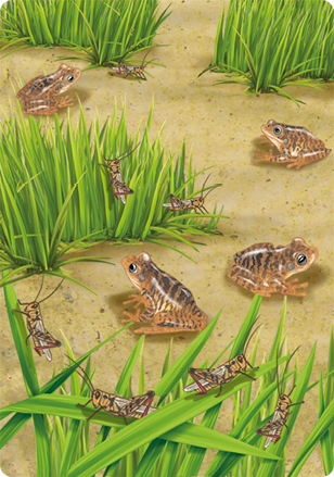 Ilustração de 4 sapos-ferreiro e 7 gafanhotos espalhados entre vários moitas de capim e no solo de terra.