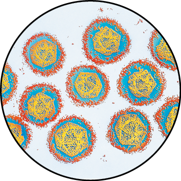 Fotografia de vírus com formas circulares amarelas com duas camadas ao redor, uma azul e a mais externa vermelha.