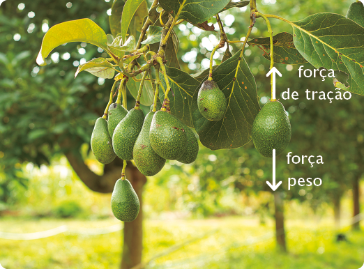 Fotografia. Abacates em um abacateiro com folhas verdes e amarelas. Em um abacate há a representação de uma seta apontando para cima, na direção do ramo em que ele está pendurado, com a seguinte indicação: força de tração. Há também a representação de uma seta para baixo, apontando para o solo, com a seguinte indicação: força peso.