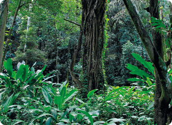 Fotografia. Floresta densa com plantas e árvores com tronco alto e folhas verdes ao redor.  