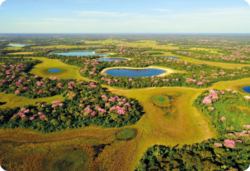 Fotografia. Vista de uma região de campos amarelados e alagados, intercalados com pequenas elevações de terra firme e vegetação verde-escuro, com flores cor-de-rosa.