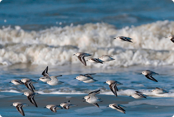 Fotografia de bando de aves brancas com as asas escuras, sobrevoando o mar.