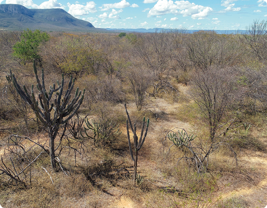 Fotografia. Vista aérea de um local com chão de terra, cactos e muitos arbustos com folhas secas, e ao fundo, uma montanha.