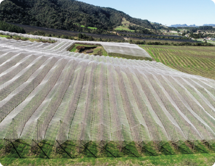 Fotografia. Vista aérea de uma extensa plantação coberta por tecido. Ao fundo, há montanhas com vegetação.