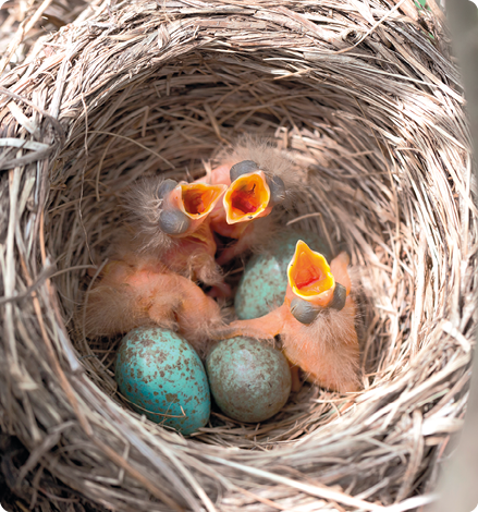 Fotografia de um ninho de passarinho, e dentro, três ovos azulados e três filhotes de ave com o bico aberto, de cor amarelada. Eles estão com os olhos fechados e corpo ainda não apresenta penas.