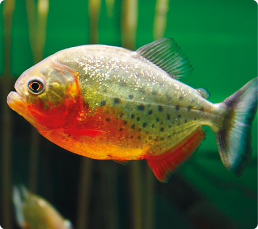 Fotografia de um peixe com corpo arredondado, coloração alaranjada no ventre e manchas escuras.