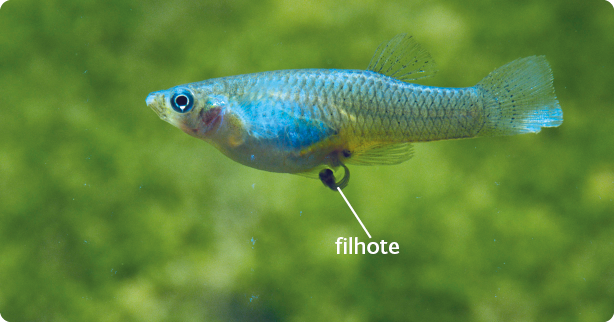 Fotografia de um peixe azulado com a parte ventral arredondada, e saindo dela, um filhote pequeno, com cabeça arredondada e corpo alongado. 