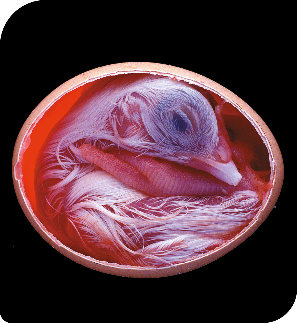 Fotografia de um ovo de galinha com uma parte da casca removida. Há um feto de ave dentro, com penas brancas e as patas dobradas entre a cabeça e o ventre. A região dos olhos, que estão fechados, é escura, e o bico tem cor clara.