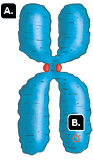Ilustração de um cromossomo, indicado com a letra A. Ele tem uma estrutura com formato da letra X, com dois braços verticais para cima e dois braços verticais, mais longos, para baixo. Entre eles há uma região central com estreitamento, com duas estruturas arredondadas pequenas de cada lado. Uma porção de um dos braços está destacada com a letra B.