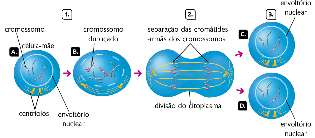 Esquema com ilustrações em sequência das 3 etapas de divisão celular. Na etapa 1 há uma esfera, a célula-mãe, indicada pelo marcador A, e dentro dela, uma estrutura circular, o envoltório nuclear, com quatro filamentos, dois rosas e dois azuis, que são os cromossomos. Abaixo, fora do envoltório nuclear, dois centríolos, estruturas com formato de pequenos tubos, com quatro linhas laterais em cada centríolo. Uma seta aponta para sequência da etapa 1. A esfera passa a ter formato oval, indicada pela letra B, e o envoltório nuclear está segmentado. Dentro dele há quatro cromossomos com formato da letra X, com a seguinte indicação: cromossomo duplicado. Na parte inferior, os centríolos se afastam e entre eles se estendem três linhas curvas. Uma seta aponta para etapa 2. A célula está esticada, com duas regiões arredondadas nas extremidades, e a parte central entre elas estreita, com a seguinte indicação: divisão do citoplasma. As estruturas em formato de X se separaram e passaram a ter formato da letra V. De cada lado da célula esticada há duas estruturas em V azuis e duas estruturas em V rosas. Nelas há a seguinte indicação: separação das cromátides-irmãs dos cromossomos. Os centríolos estão um em cada extremidade da célula, com quatro linhas amarelas entre eles. Cada linha amarela passa por um par de estruturas em V da mesma cor. Duas setas apontam para a etapa 3, em que duas células iguais são formadas, indicadas pelas letras C e D. Elas são iguais à célula inicial: têm estruturas esféricas, dentro o envoltório nuclear, com quatro filamentos, dois azuis e dois rosas. Abaixo, fora do envoltório nuclear, dois centríolos, com quatro pequenas linhas laterais em cada.