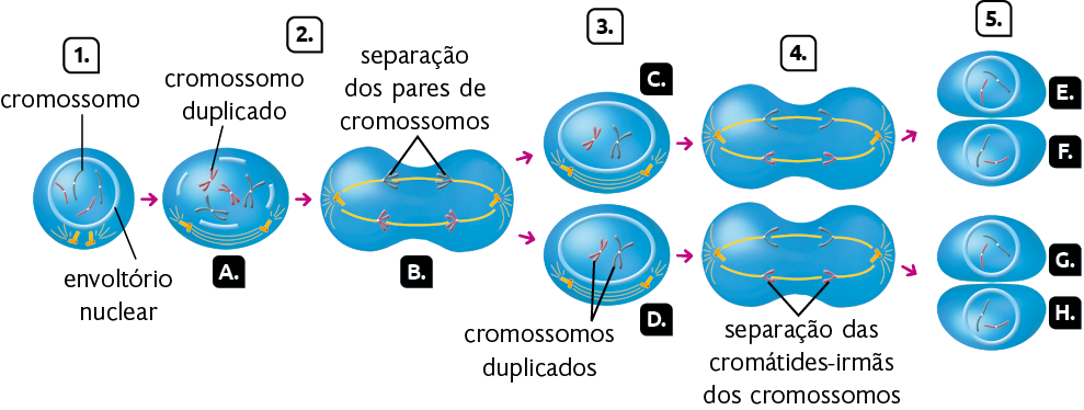 Esquema com ilustrações em sequência das 5 etapas de divisão celular. Na etapa 1, uma célula com formato de esfera, dentro, uma estrutura circular, o envoltório nuclear, com quatro filamentos, dois azuis e dois rosas, os cromossomos. Abaixo, fora do envoltório nuclear, dois centríolos, estruturas com formato de pequenos tubos, com quatro pequenas linhas laterais em cada centríolo. Uma seta aponta para a etapa 2. A estrutura tem formato oval, indicada pela letra A, e o envoltório nuclear fica segmentado, e dentro, quatro cromossomos duplicados, com formato da letra X. Na parte inferior, os centríolos se afastam e entre eles, três linhas curvas. Uma seta aponta para sequência da etapa 2. A célula está esticada, indicada pela letra B, com duas regiões arredondadas nas extremidades, e a parte central entre elas estreita. Nos cromossomos há a seguinte indicação: separação dos pares de cromossomos. Há dois azuis na parte superior e dois rosas na parte inferior. Os centríolos estão um em cada lado, com duas linhas passando entre eles. Cada linha passa por um par de cromossomos da mesma cor. Duas setas apontam para a etapa 3, em que há a formação de duas células iguais, indicadas pelas letras C e D. Elas têm formato oval e dentro o envoltório nuclear, com um cromossomo duplicado em forma de X azul e outro rosa. Abaixo, fora do envoltório nuclear, dois centríolos e entre eles, três linhas curvas. De cada célula sai uma seta apontando para a etapa 4. Cada célula está esticada, com duas regiões arredondadas nas extremidades e a parte central estreita. As estruturas em formato de letra X, passam a ter formato de letra V, ficando uma estrutura azul e uma estrutura rosa de cada lado. Em cada estrutura em formato de V está indicado: separação das cromátides-irmãs dos cromossomos. Os centríolos estão um em cada lado, com duas linhas entre eles. Cada linha passa por um par de cromossomos da mesma cor. De cada célula esticada sai uma seta 