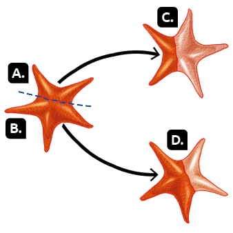 Esquema com ilustrações. Uma estrela-do-mar com cinco braços laranja escuro e uma linha tracejada a divide em uma parte com dois braços, a ilustração A e a outra parte com três braços, a ilustração B. Da parte A sai uma seta apontando para a ilustração C, uma estrela-do-mar com dois braços laranja escuro e três braços laranja claro, que a completam. Da parte B sai uma seta apontando para a ilustração D, uma estrela-do-mar com três braços laranja escuro e dois braços laranja claro, que a completam.
