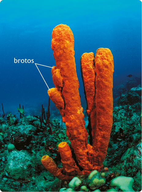 Fotografia. Esponja-do-mar submersa em meio à vegetação e corais. Tem uma estrutura cilíndrica e alaranjada com uma abertura na extremidade superior e pequenas esponjas-do-mar acopladas às esponjas maiores, indicadas como brotos.