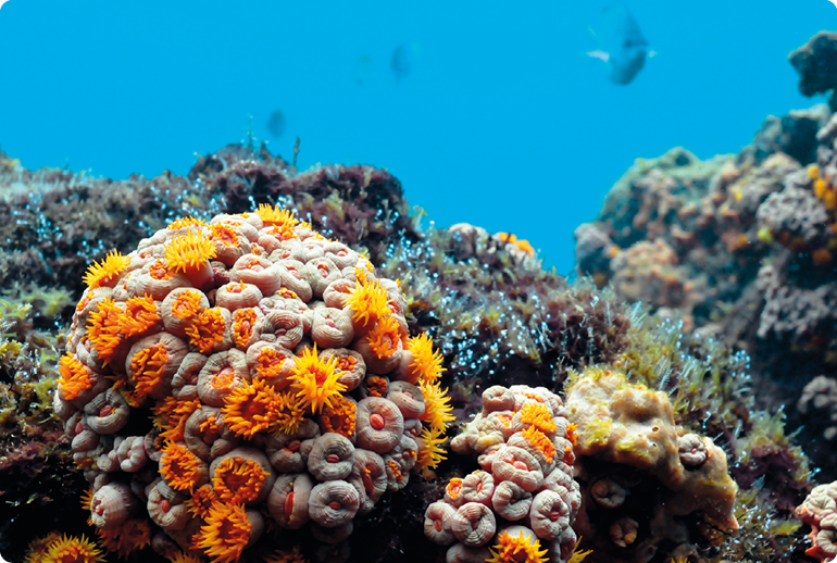 Fotografia. Uma colônia de corais no fundo do mar. São formas arredondadas com hastes alaranjadas, pedras escuras e com folhas. Além disso, há alguns peixes nadando ao fundo.