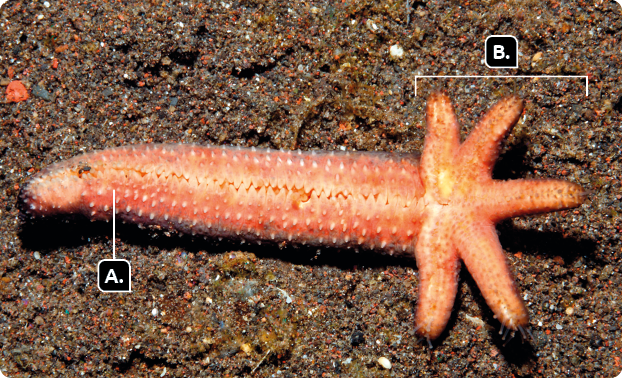 Fotografia. Uma estrela-do-mar sobre um chão de terra. Indicado com a letra A, um dos braços é mais alongado. Indicados com a letra B, há cinco braços menores ao redor do corpo.