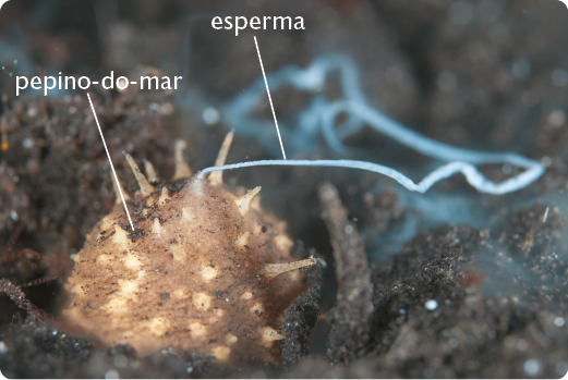 Fotografia. Um pepino-do-mar, animal de corpo alongado e cilíndrico, amarronzado, com pequenas projeções saindo do corpo. Há esperma, composto por um filamento branco, saindo de uma das projeções do corpo.