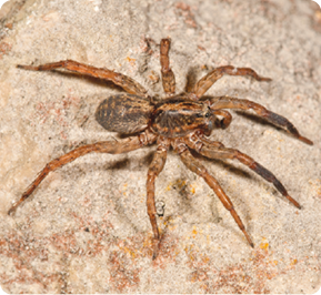 Fotografia. Uma aranha amarronzada. Possui corpo pequeno e arredondado, com patas compridas nas laterais. Ela está sobre uma superfície marrom.