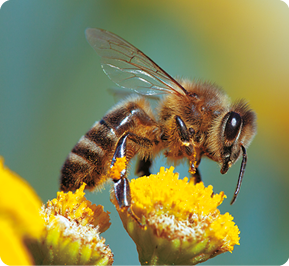 Fotografia. Uma abelha sobre uma flor amarela. Ela tem um formato alongado e fino, com uma cabeça pequena que apresenta um par de antenas e olhos grandes, além de patas longas e asas pequenas. A coloração do corpo é principalmente amarela e preta, com algumas manchas brancas.