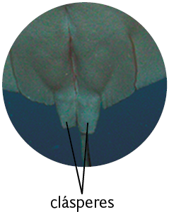 Fotografia. Uma raia com destaque na região posterior, próxima à cauda, apresenta duas estruturas cônicas e alongadas chamadas clásperes.