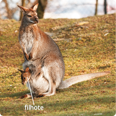 Fotografia. Um canguru sobre duas patas em um ambiente com grama. Ele possui corpo alongado, pelos amarronzados, cauda longa, orelhas erguidas e uma bolsa na frente do corpo, composta por sua pele. Dentro da bolsa, há um filhote pequeno.