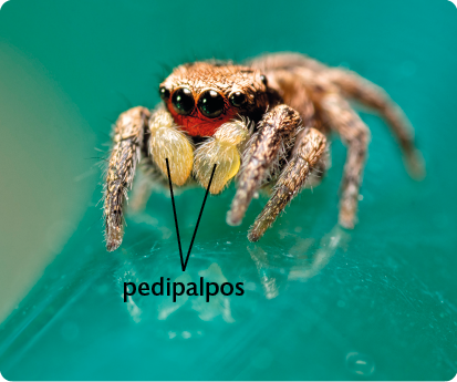 Fotografia. Aranha amarronzada com corpo pequeno, patas longas e pelos espalhados por todo o corpo. Na parte frontal, duas estruturas ovaladas, os pedipalpos. Ela está em uma superfície esverdeada. 