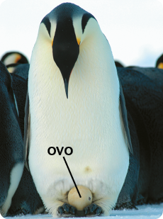 Fotografia. Um pinguim, ave com parte frontal do corpo branca, cabeça e asas pretas, com o bico fino. Abaixo do corpo, entre as patas, um ovo. Ao fundo, há outros pinguins. Eles estão sobre a neve.