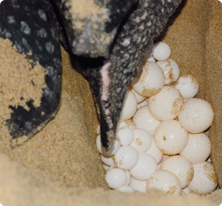 Fotografia. Parte de uma tartaruga sobre um buraco na areia, no qual estão aglomerados muitos ovos no fundo.