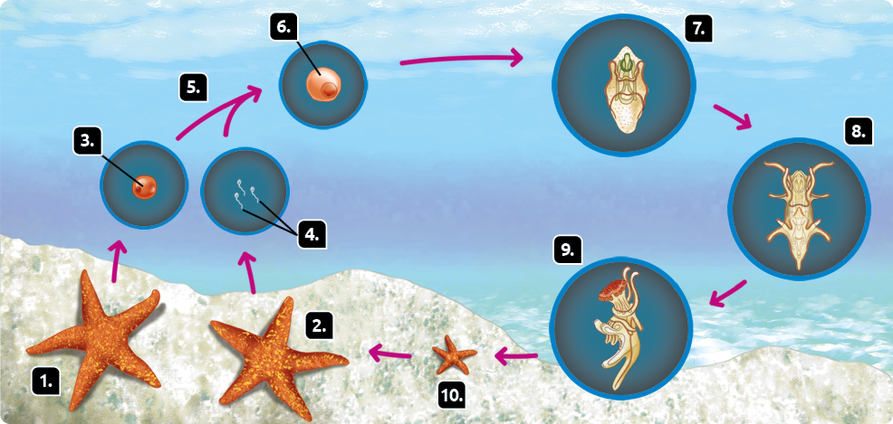 Esquema com ilustrações. Reprodução sexuada e desenvolvimento indireto de uma estrela-do-mar. Marcada com o número 1, uma estrela-do-mar fêmea alaranjada. Seta apontando para o número 3, destaque para o óvulo, estrutura esférica avermelhada. Marcada com o número 2, uma estrela-do-mar macho alaranjada. Seta apontando para o número 4, destaque para os espermatozoides, estruturas pequenas com cabeça e flagelo. Dos números 3 e 4 saem setas indicando o número 5 e apontando para o número 6. Indicado com o número 6, destaque para o ovo, esfera avermelhada com bolinha ao centro. Seta apontando para o número 7, destaque para a larva, estrutura alongada e espessa. Seta apontando para o número 8, destaque para larva com forma alongada, espessa e com filamentos nas laterais do corpo. Seta apontando para o número 9, destaque para larva com forma retangular na extremidade superior, com filamentos finos e hastes na extremidade inferior. Seta apontando para o número 10, uma pequena estrela-do-mar. Seta apontando para o número 2.
