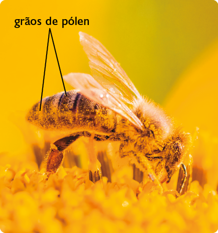 Fotografia. Uma abelha com pelos pelo corpo, asas transparentes e faixas pretas. No corpo há grãos de pólen. Ela está em uma superfície amarela.