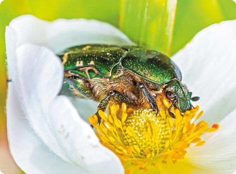 Fotografia. Um besouro com formato oval, esverdeado, com patas curtas está pousado sobre o miolo amarelo de uma flor com pétalas brancas.