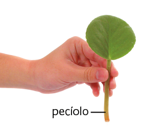 Fotografia. Uma mão segurando uma folha com o pecíolo, que é a haste que liga a folha ao ramo da planta.