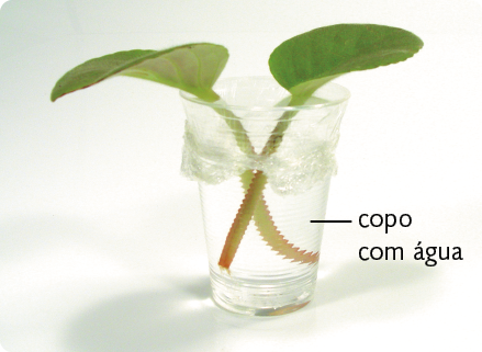 Fotografia. Duas folhas estão dentro de um copo com água, com pecíolos submersos. Há um plástico cobrindo o copo.
